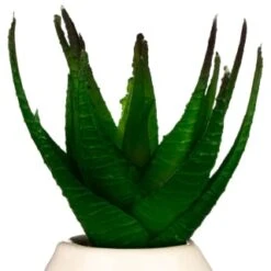 B&M Small Succulent -Chic Household Items 380107 small succulent 4