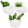 B&M Scandi Shore Small Shell Succulent -Chic Household Items 380110 small shell succulent group