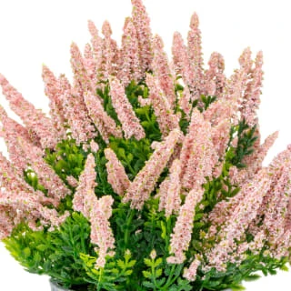Bloom Heather In Plant Pot - Light Pink 4 Bloom Heather In Plant Pot - Light Pink - Image 2