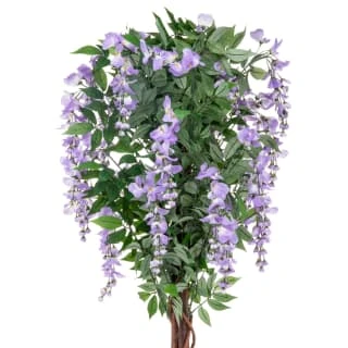 Bloom Wysteria Tree In Pot - Purple 4 Bloom Wysteria Tree In Pot - Purple - Image 2